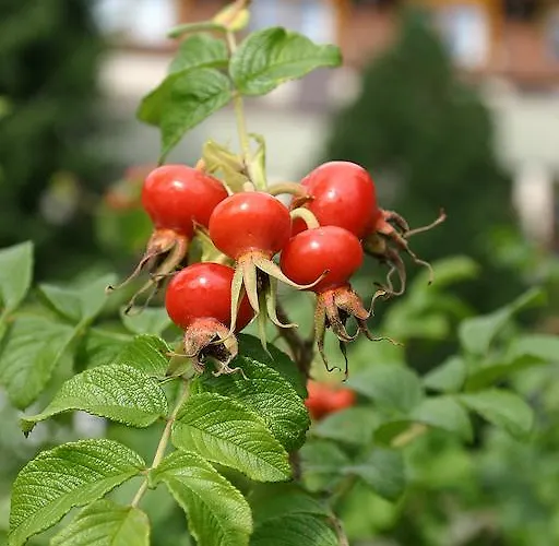 Hotell Reckenberg Stegen